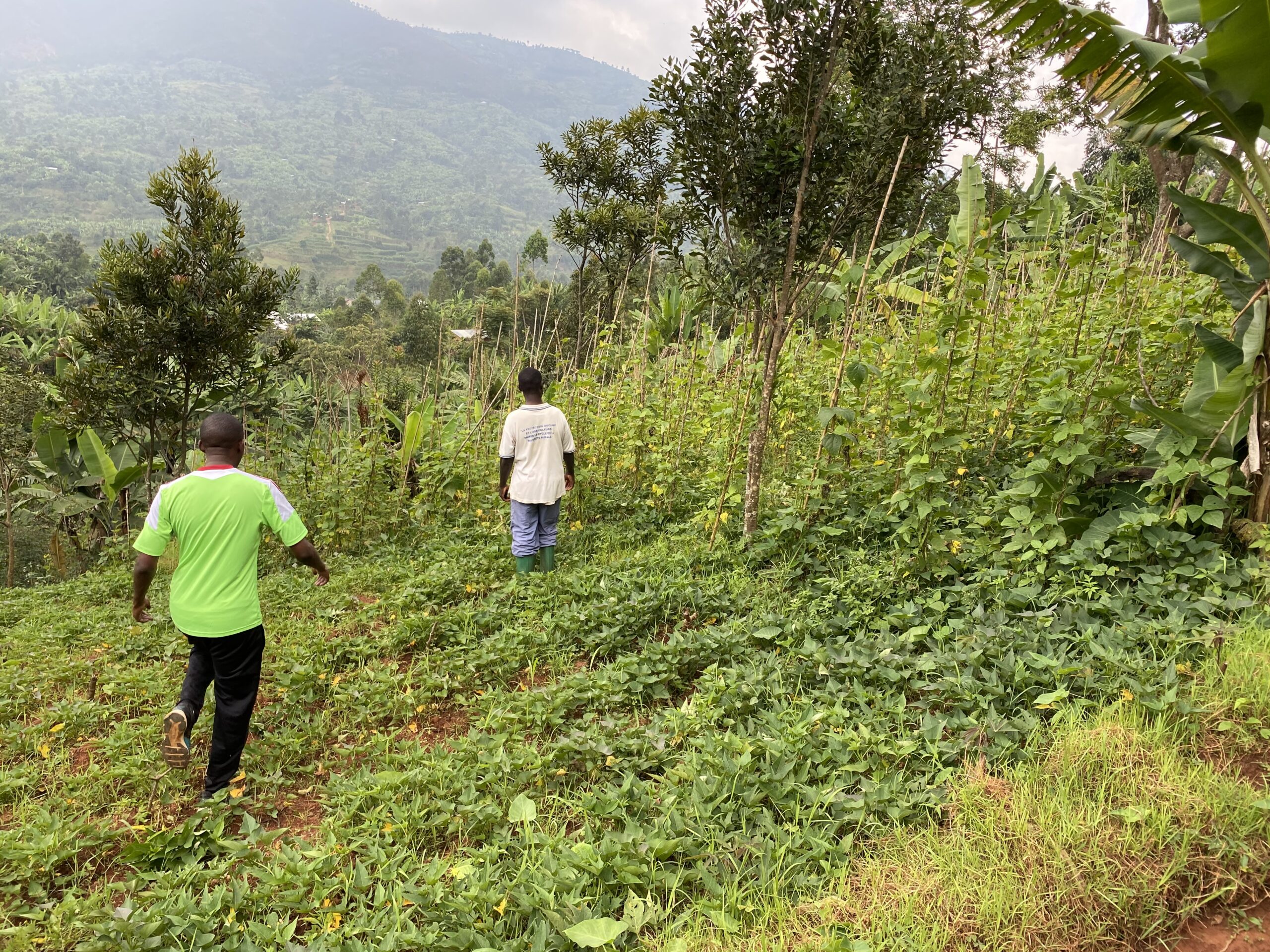 Burundi, aree di applicazione del biochar